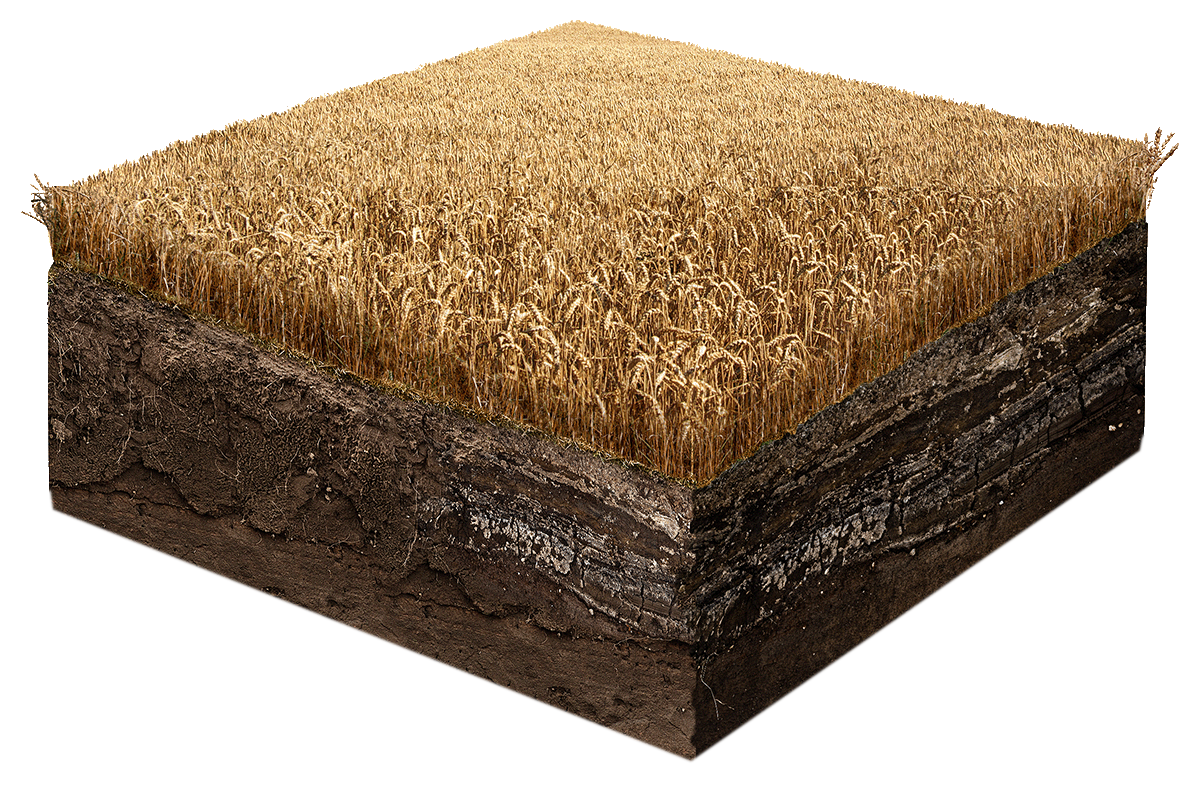 Structure du sol sous les céréales, vue en coupe